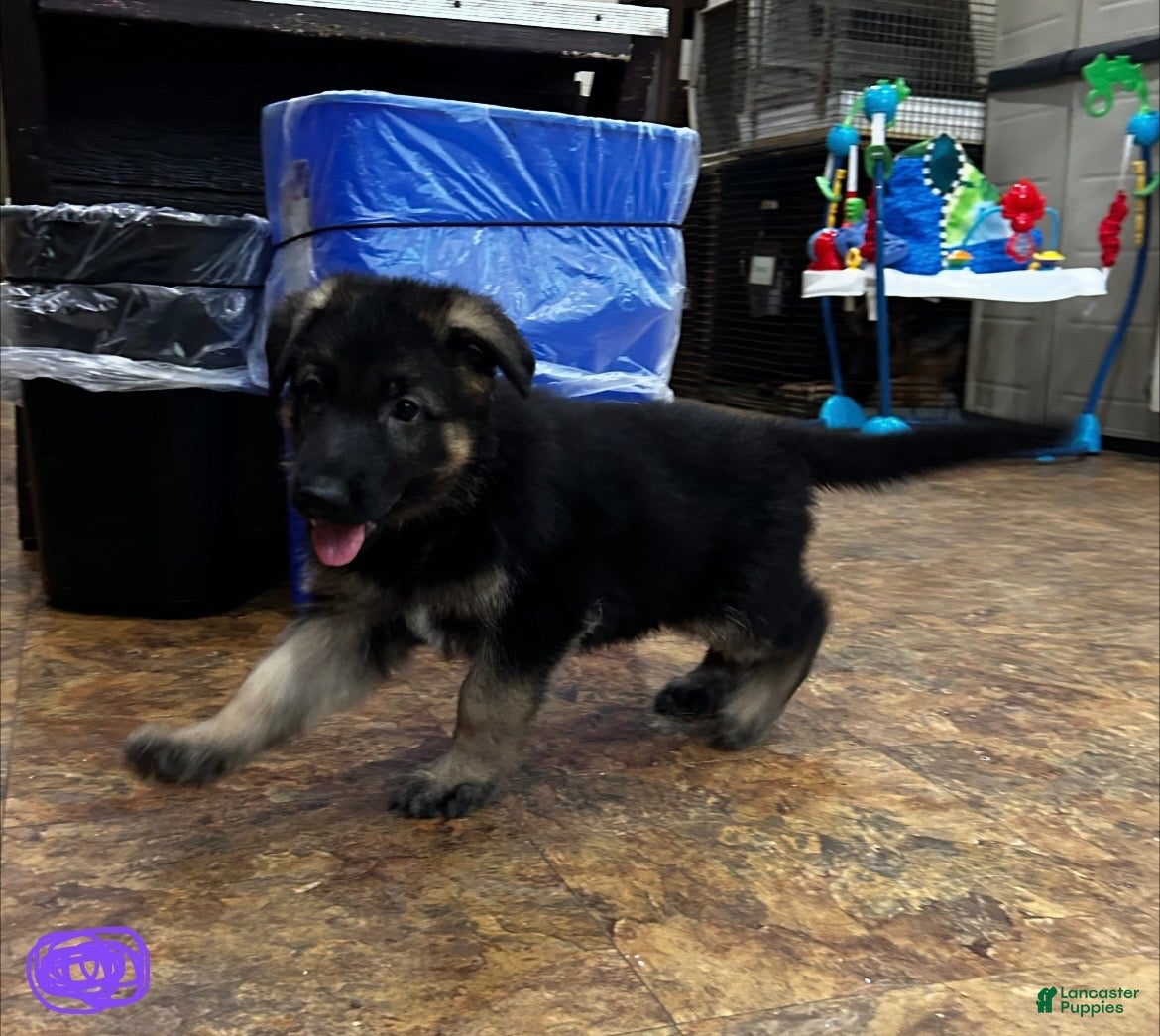 German Shepherd dogs Purple - Ad 2