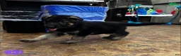 German Shepherd dogs for sale: Purple - Ad 2