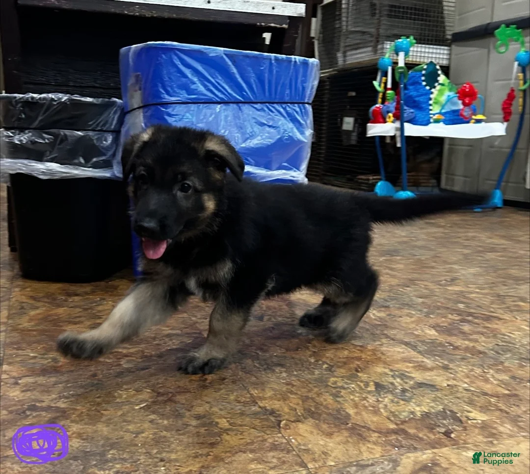 German Shepherd dogs for sale: Purple - Ad 2