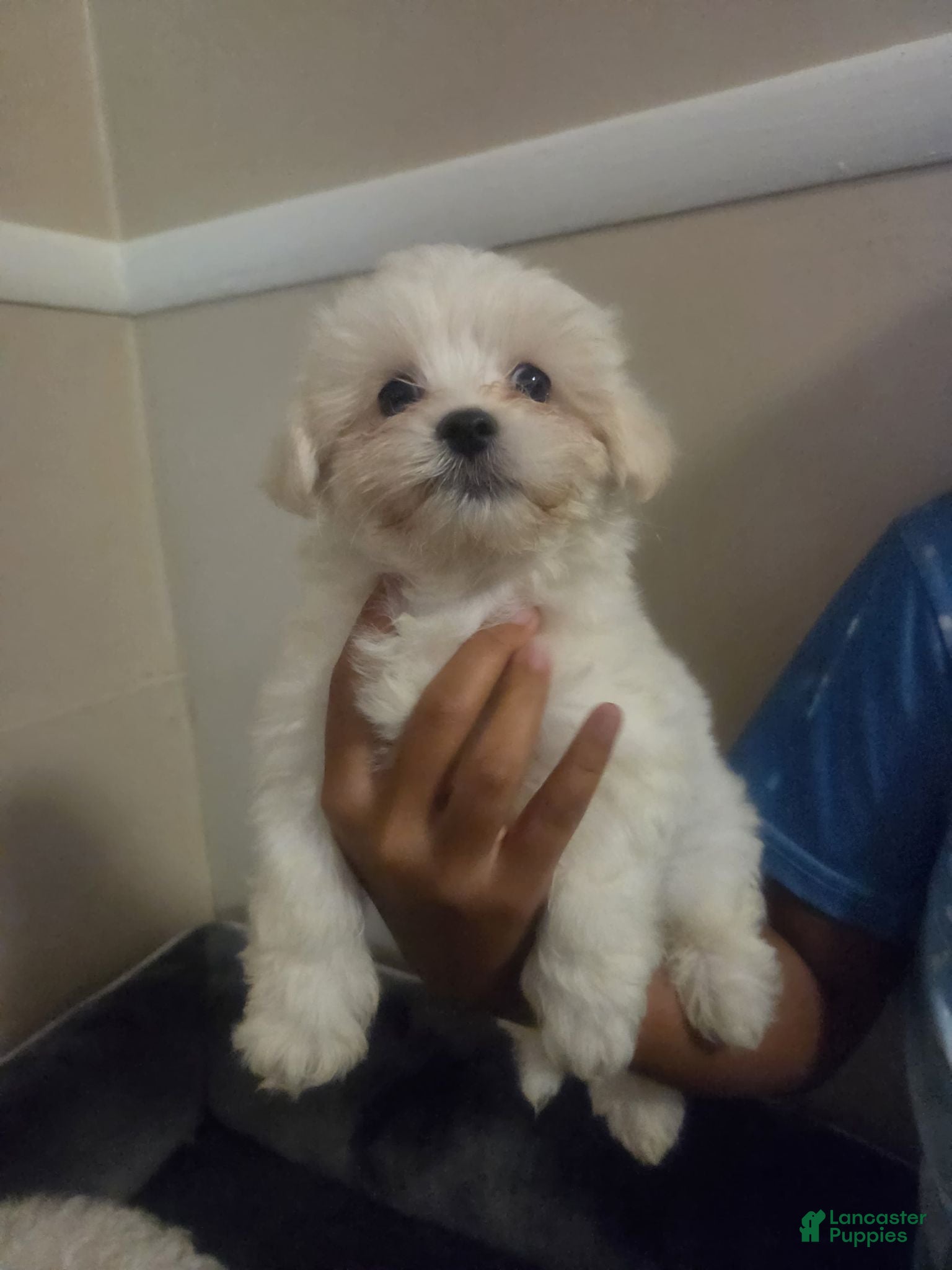 Maltese dogs Maltese 1 - Ad 2