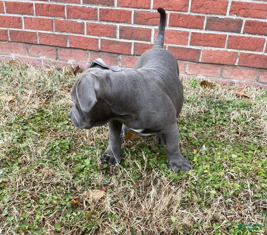 American Bully dogs for sale: Rocko - Ad 6