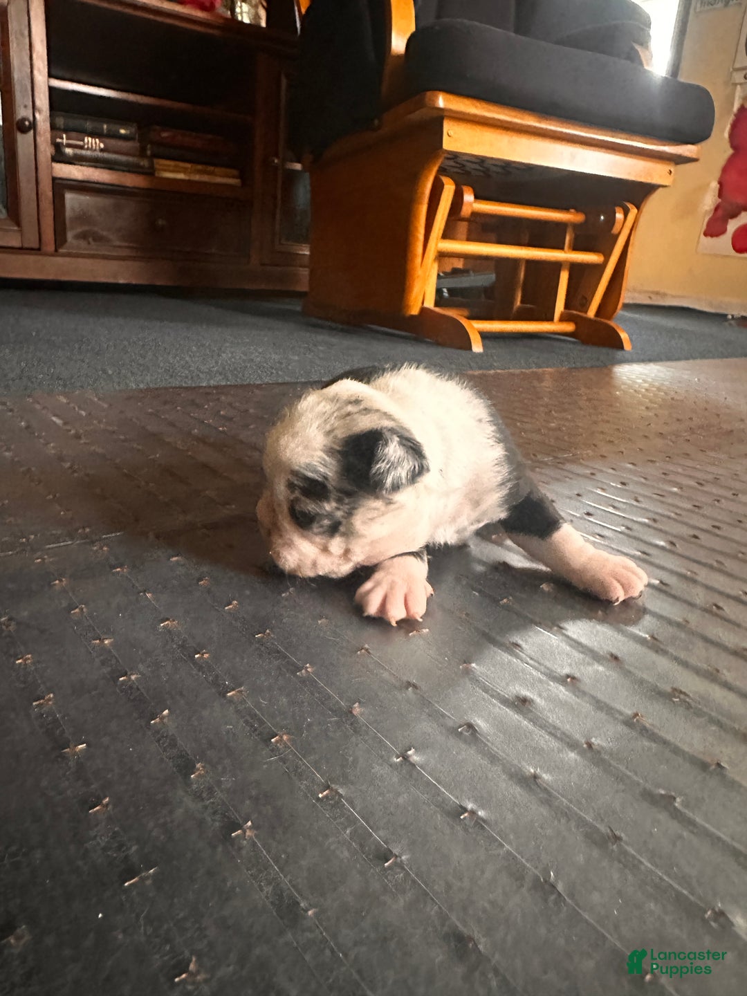 Mixed Breed dogs for sale: Honey - Ad 2