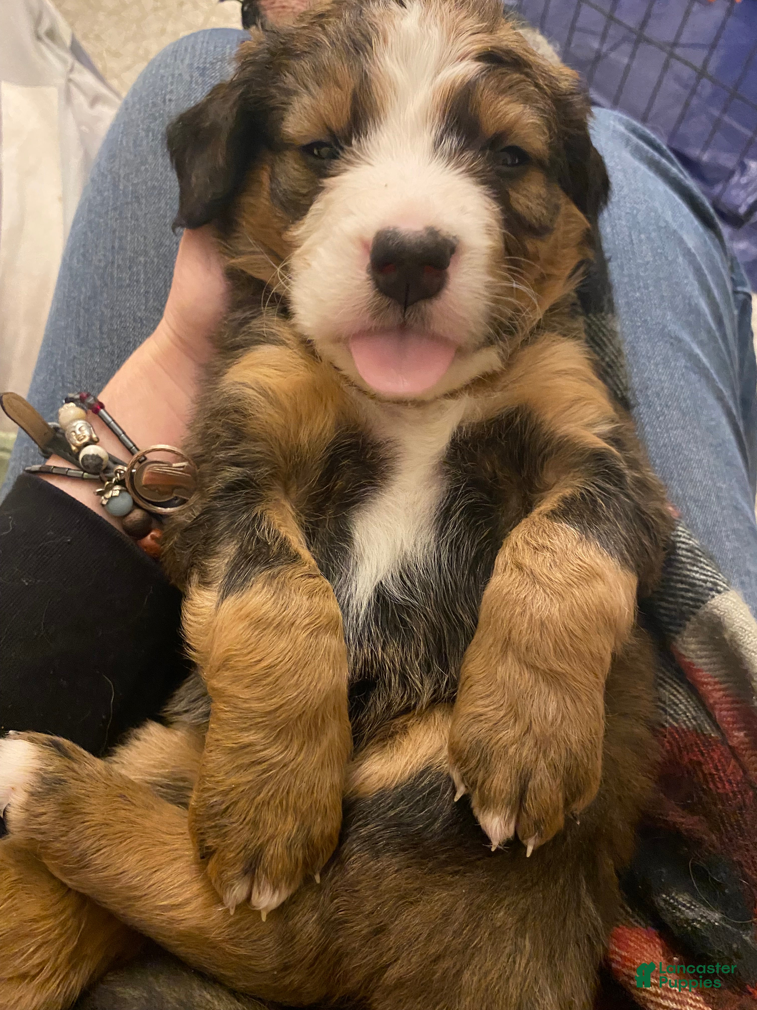 Bernedoodle dogs Bernedoodle Puppy 5 - Ad 33