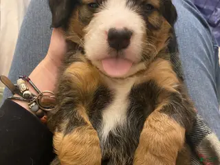Bernedoodle dogs Bernedoodle Puppy 5 - Ad 33