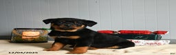 Rottweiler dogs for sale: Twix - Ad 3
