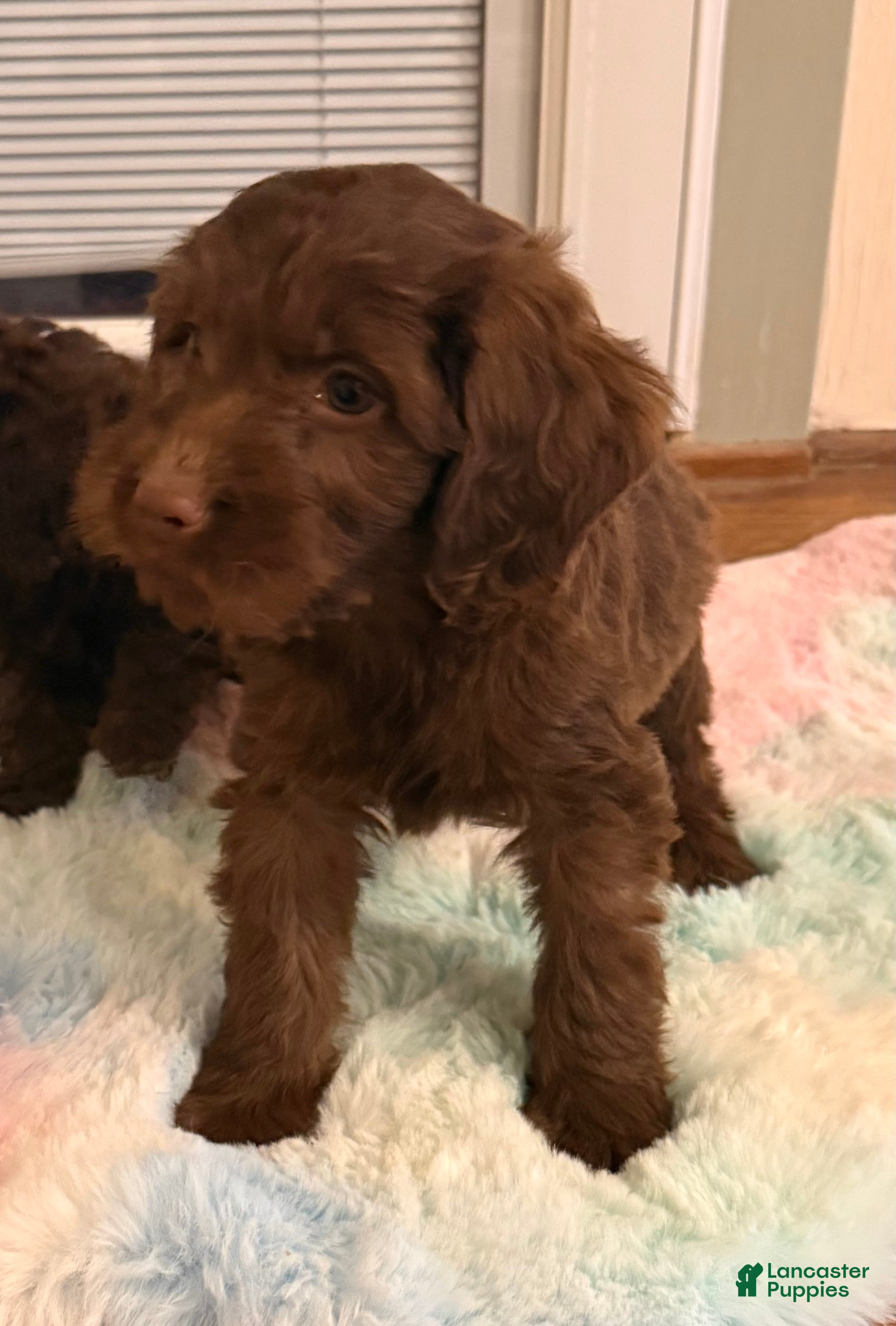 Labradoodle dogs Labradoodle Puppy 3 - Ad 11