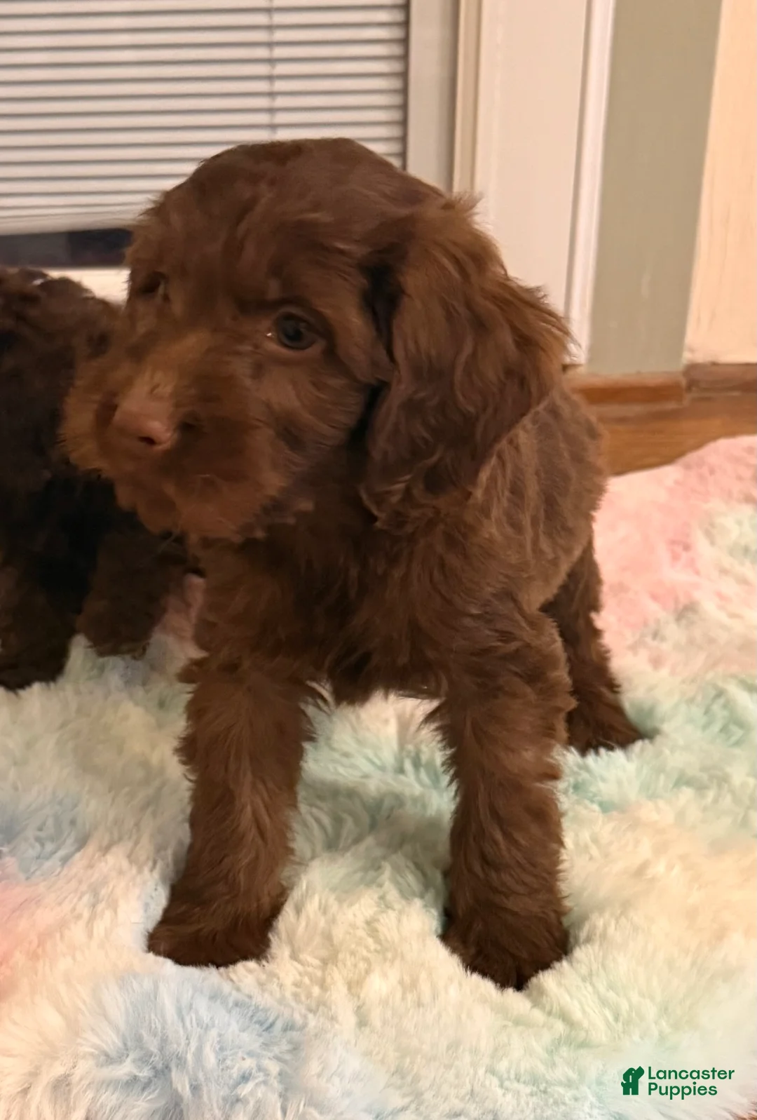 Labradoodle dogs for sale: Labradoodle Puppy 3 - Ad 1