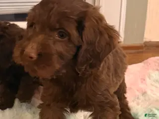 Labradoodle dogs Labradoodle Puppy 3 - Ad 11