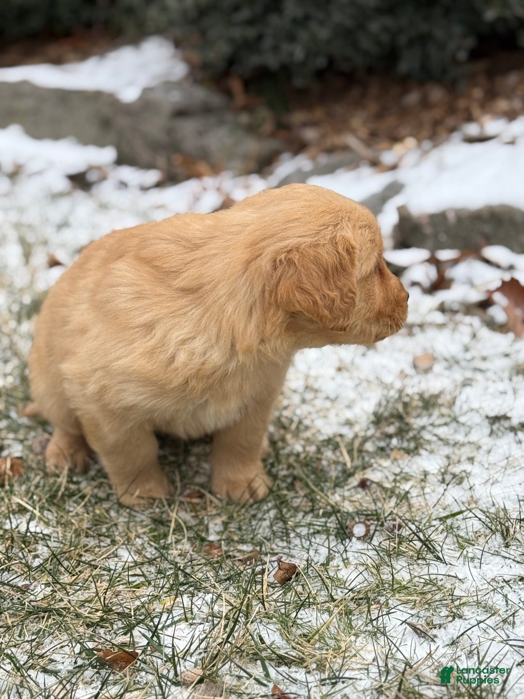 Golden Retriever dogs for sale: Sonic - Ad 2