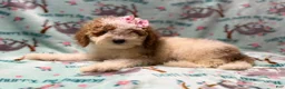Miniature Poodle dogs for sale: Taffy - Ad 5