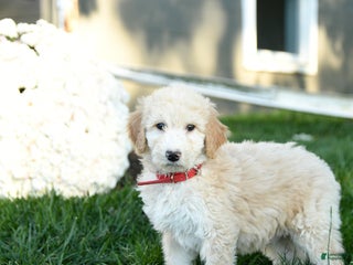 Goldendoodle dogs - Ad 18