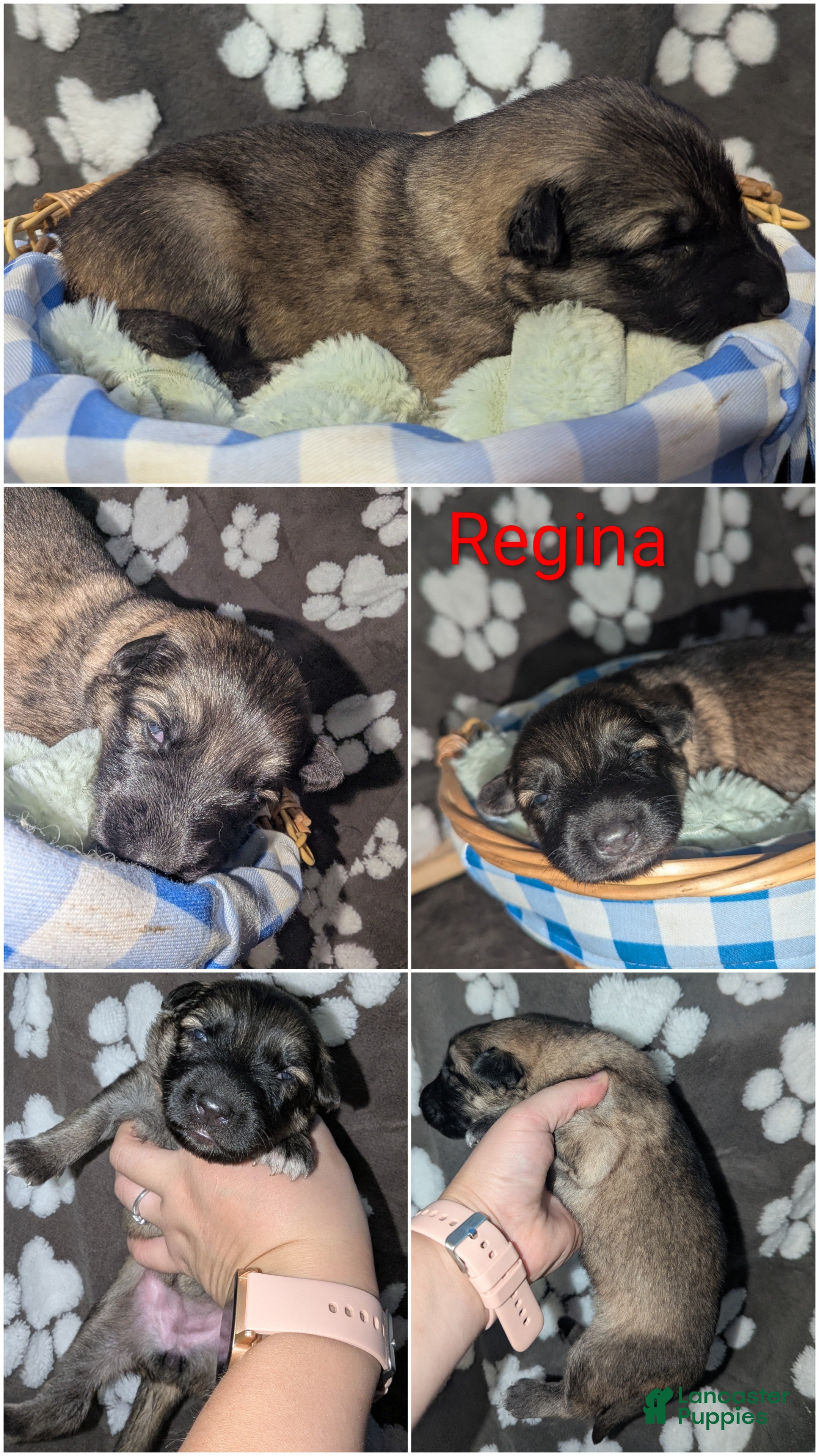 German Shepherd dogs Regina - Ad 1