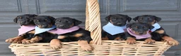 Doberman Pinscher dogs for sale: Peter - Ad 5