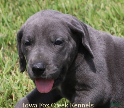 Great Dane dogs Sapphire - Ad 2