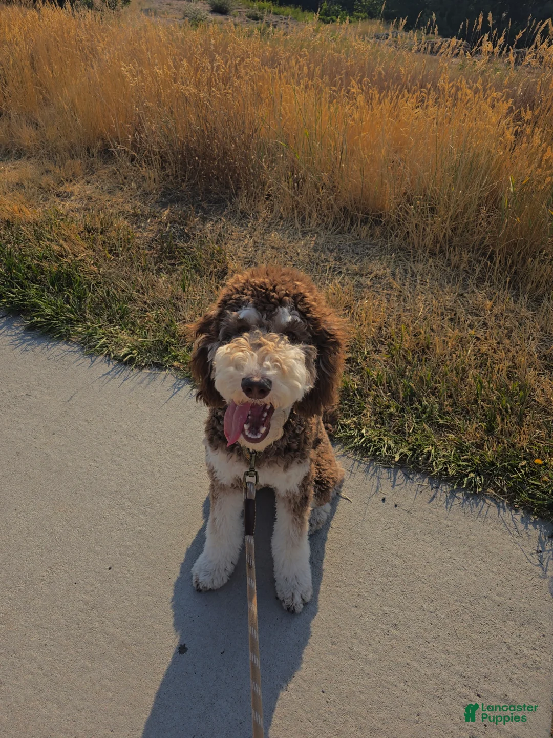 Standard Poodle dogs for sale: Standard Poodle Puppy 1 - Ad 7