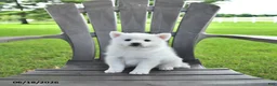 Pomsky dogs for sale: Ava  - Ad 4