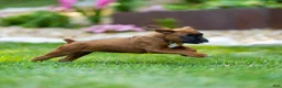 Boxer dogs for sale: Neva Boxer  - Ad 17