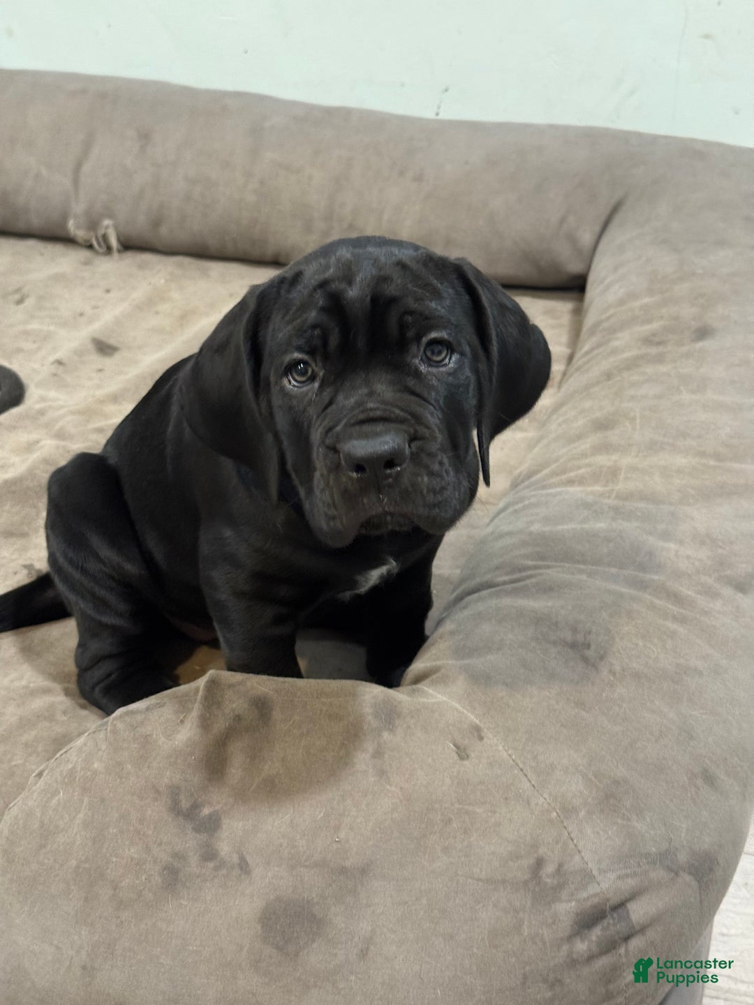 Cane Corso dogs for sale: Siren - Ad 1