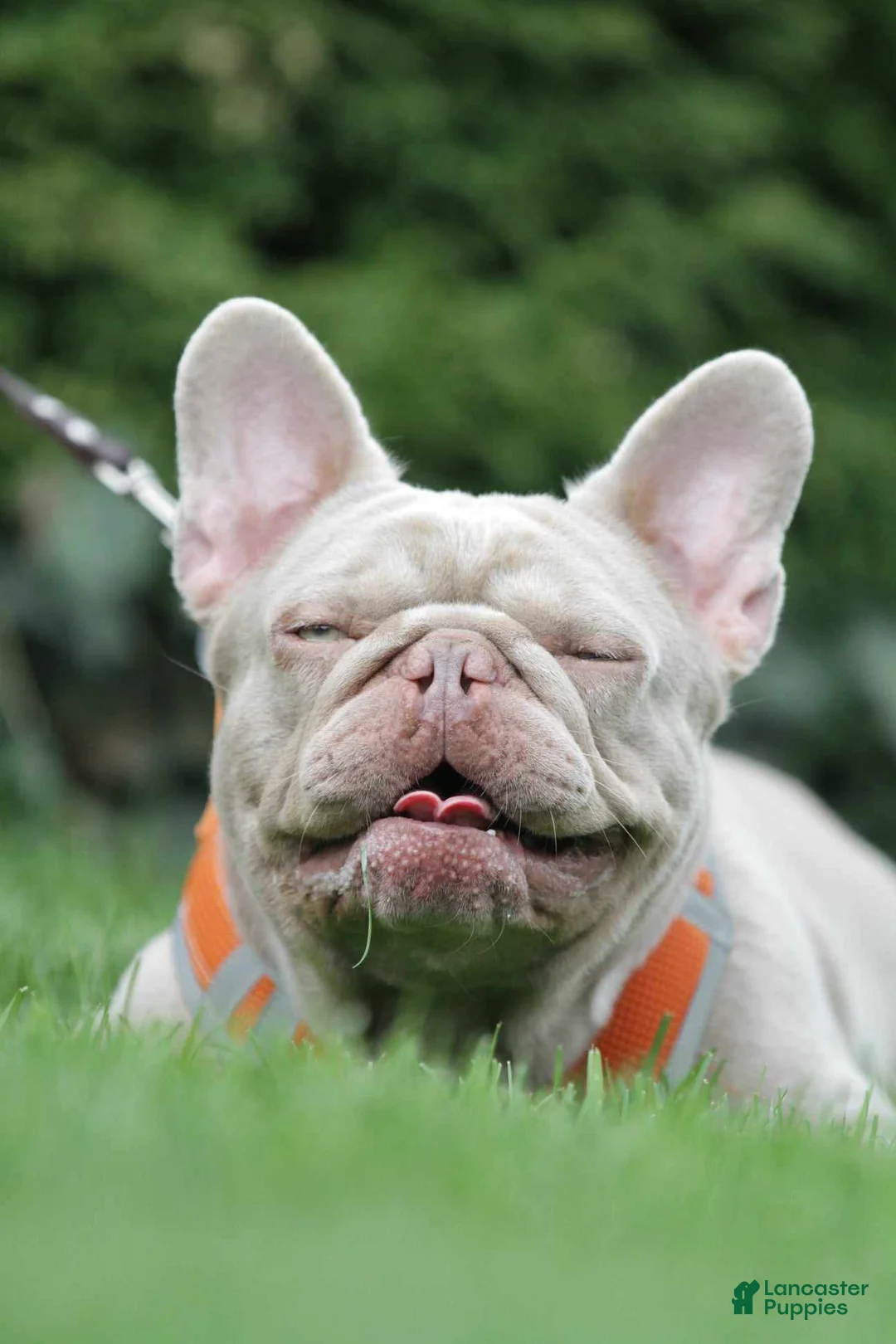 French Bulldog dogs for sale: Jimmy - Isabella Tan French Bulldog Puppy - Ad 2