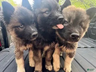Siberian Husky dogs KYLU - Ad 38