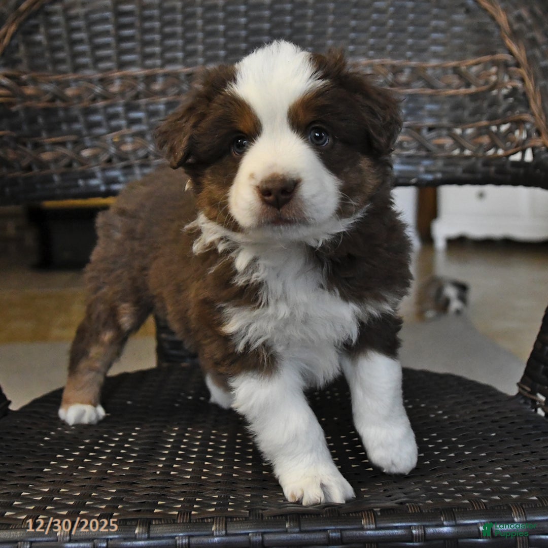 Miniature Australian Shepherd dogs for sale: Dale - Ad 3