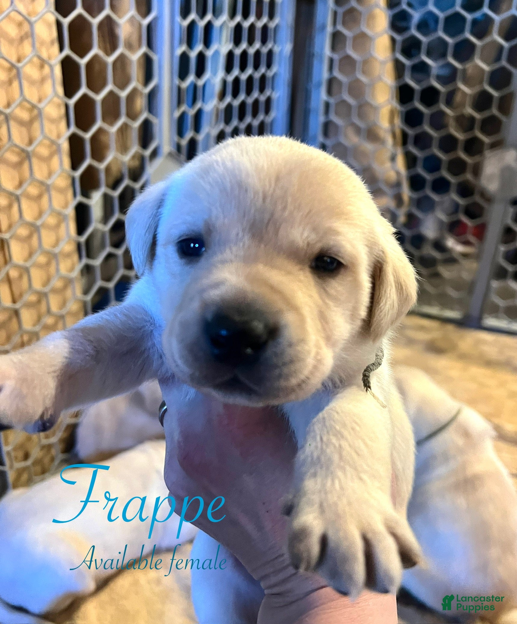 Labrador Retriever dogs for sale: Frappe - Ad 3