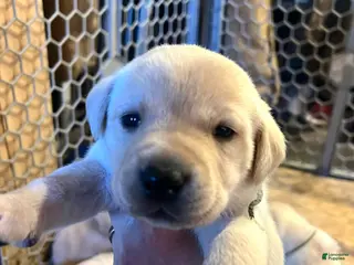 Labrador Retriever dogs Frappe - Ad 25