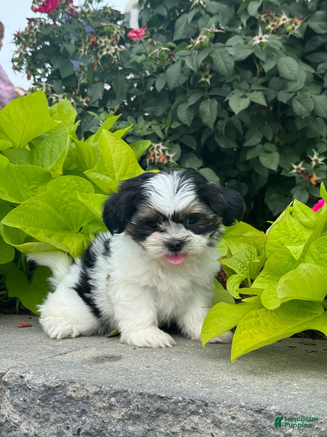Shih Tzu dogs for sale: Sparkle - Ad 2