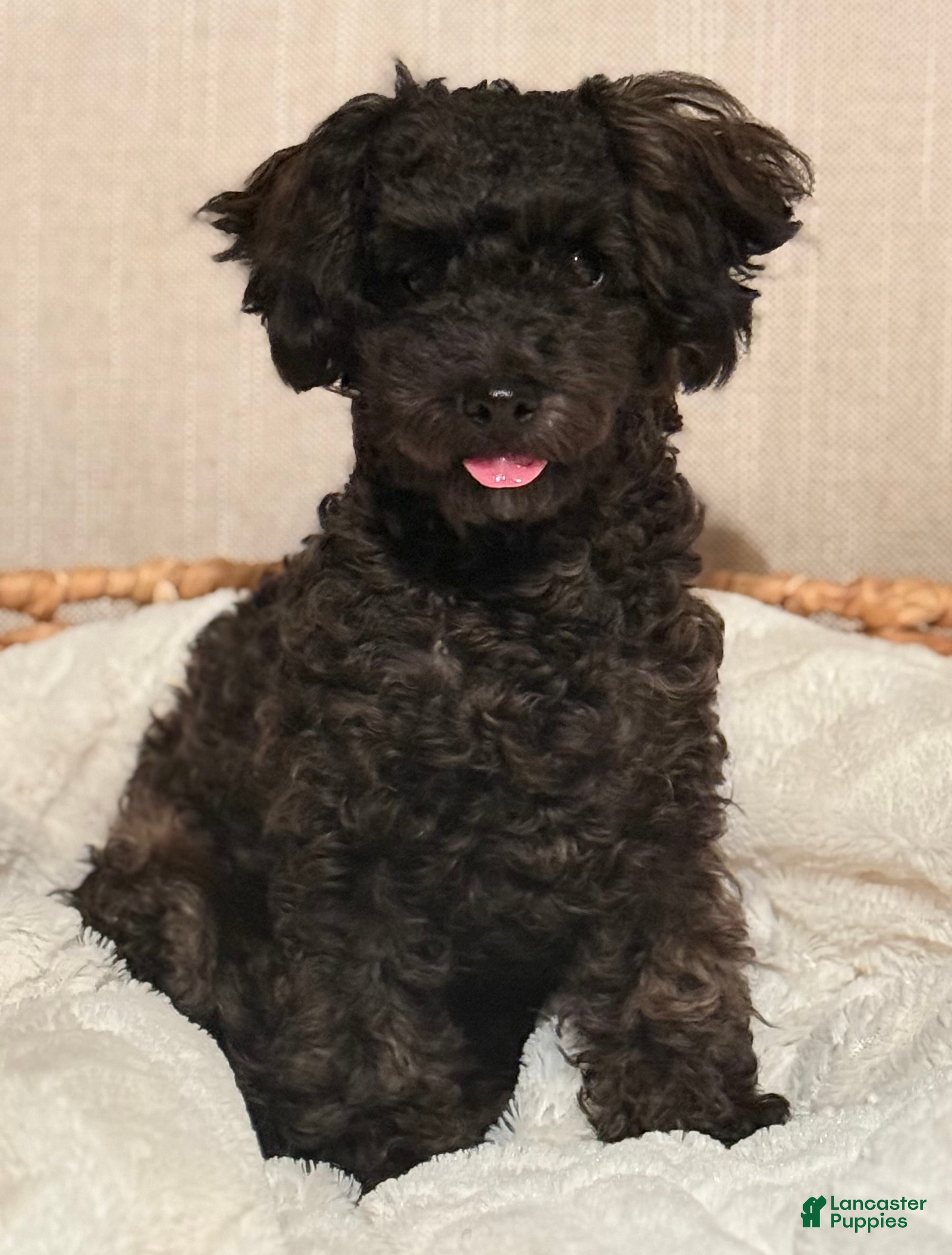 Toy Poodle dogs John  - Ad 6
