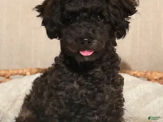 Toy Poodle dogs John - Ad 7