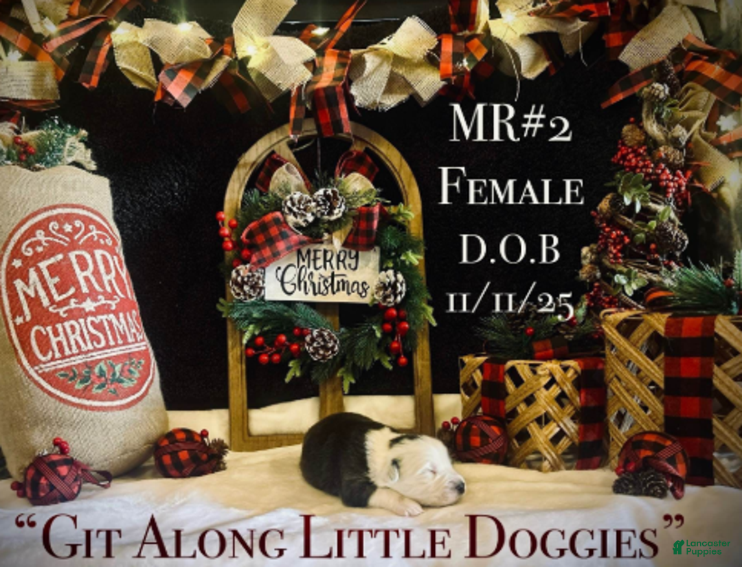 Australian Shepherd dogs for sale: MR#2 - Ad 6