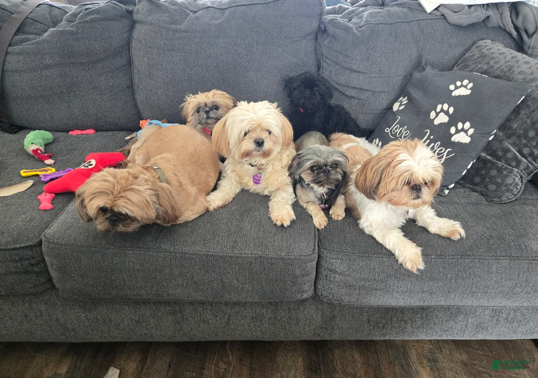 Shih Tzu dogs for sale: Dallas - Ad 25