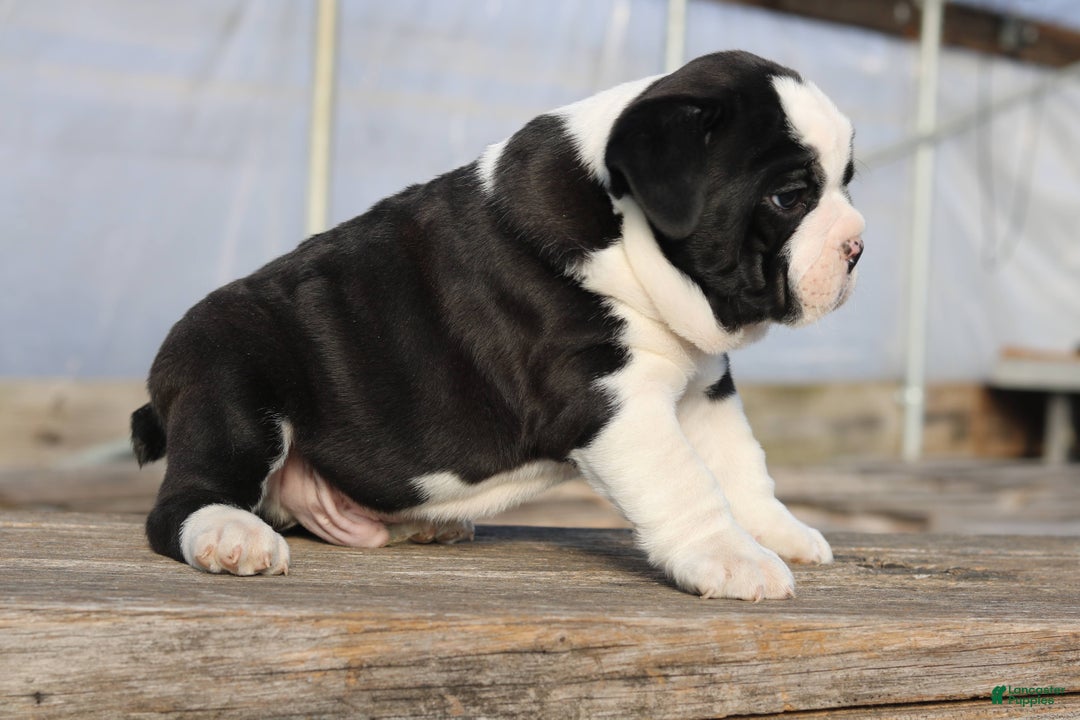 Mixed Breed dogs for sale: Splash - Ad 3