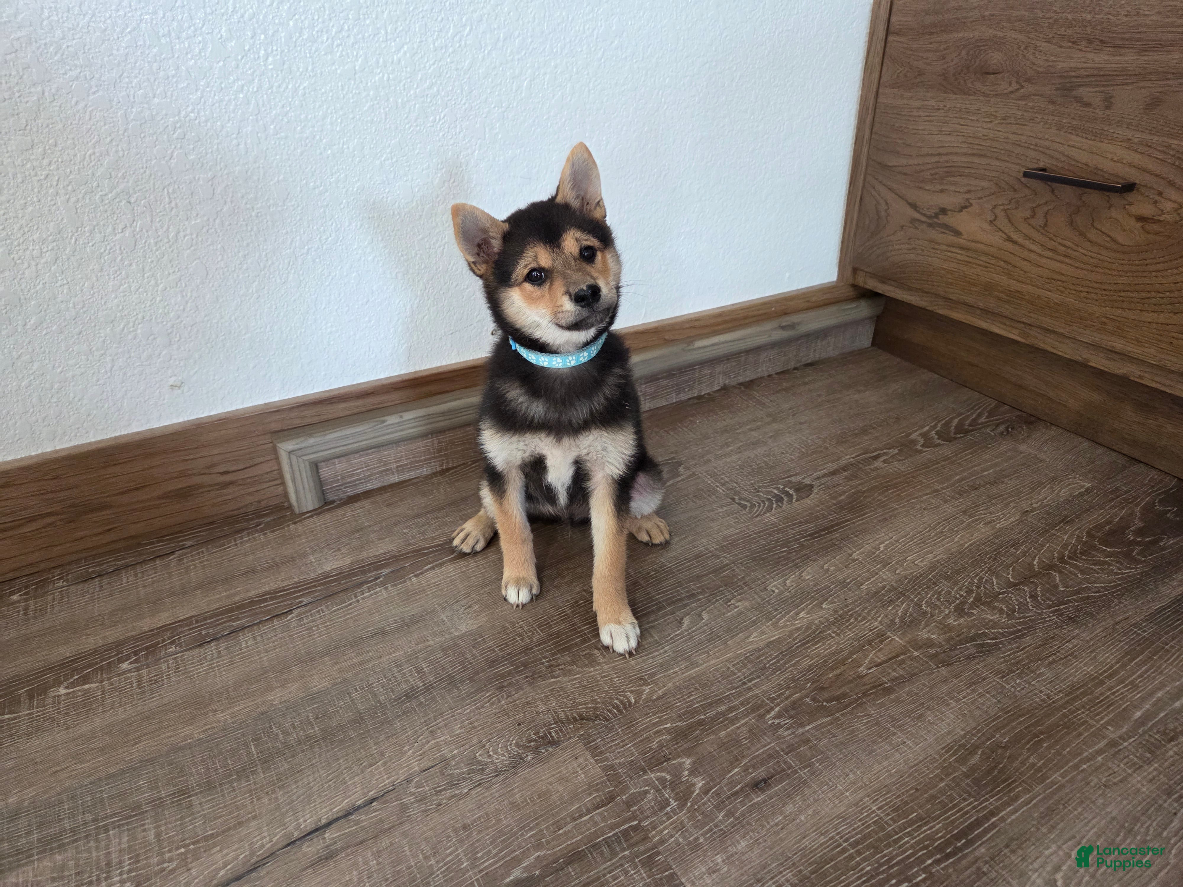Shiba Inu dogs Randy - Ad 1