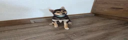 Shiba Inu dogs for sale: Randy - Ad 1
