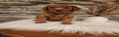 JAVA - MINI GOLDENDOODLE LOVELY PUPPY (RICHLAND, PA) - F1BB