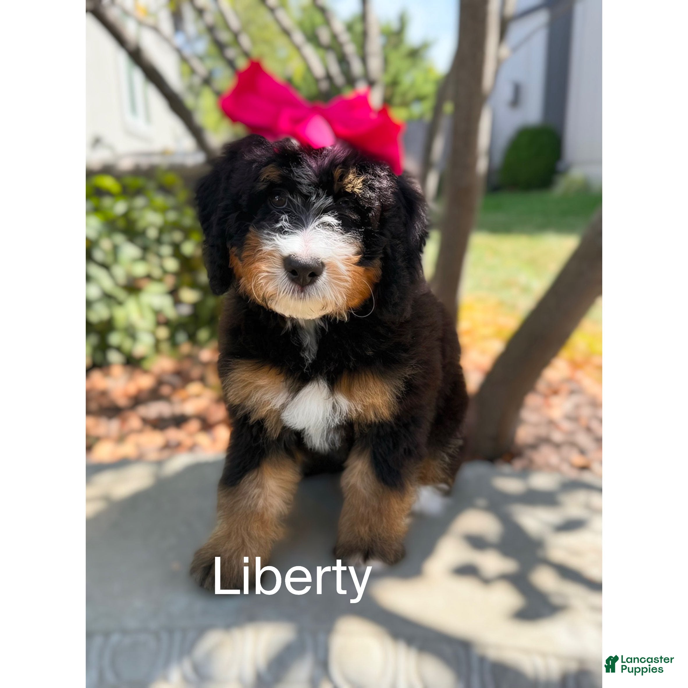 Bernedoodle dogs Liberty - Ad 39