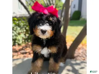 Bernedoodle dogs Liberty - Ad 39