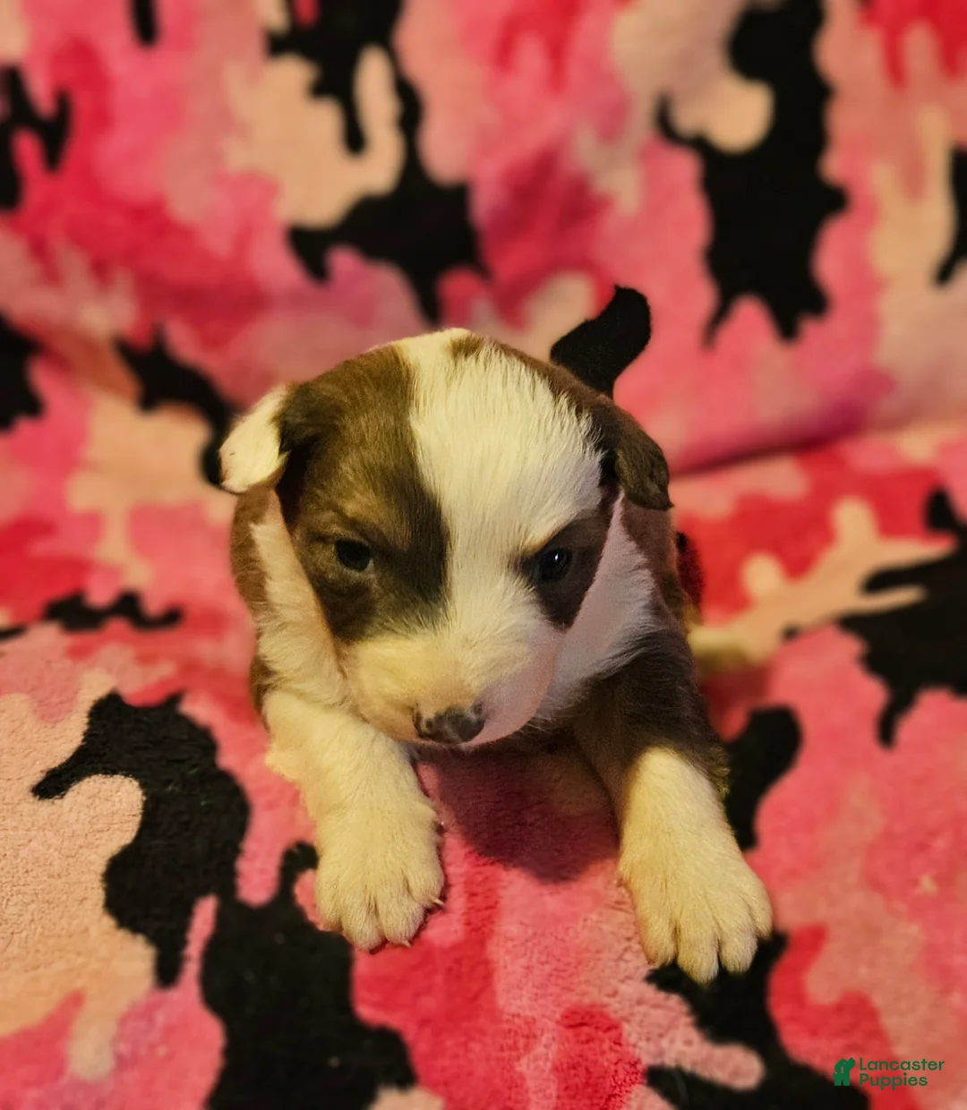 Border Collie dogs for sale: Suzy - Ad 1