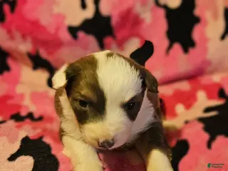 Border Collie dogs Suzy - Ad 14