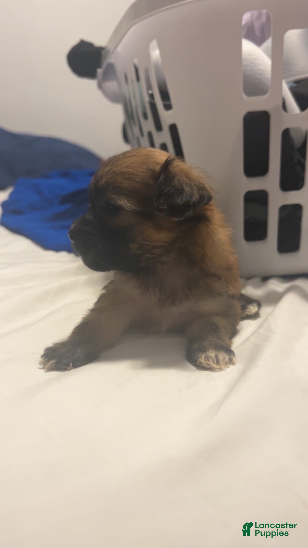 Mixed Breed dogs Ginger - Ad 2