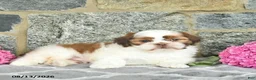 Shih Tzu dogs for sale: Harper  - Ad 5