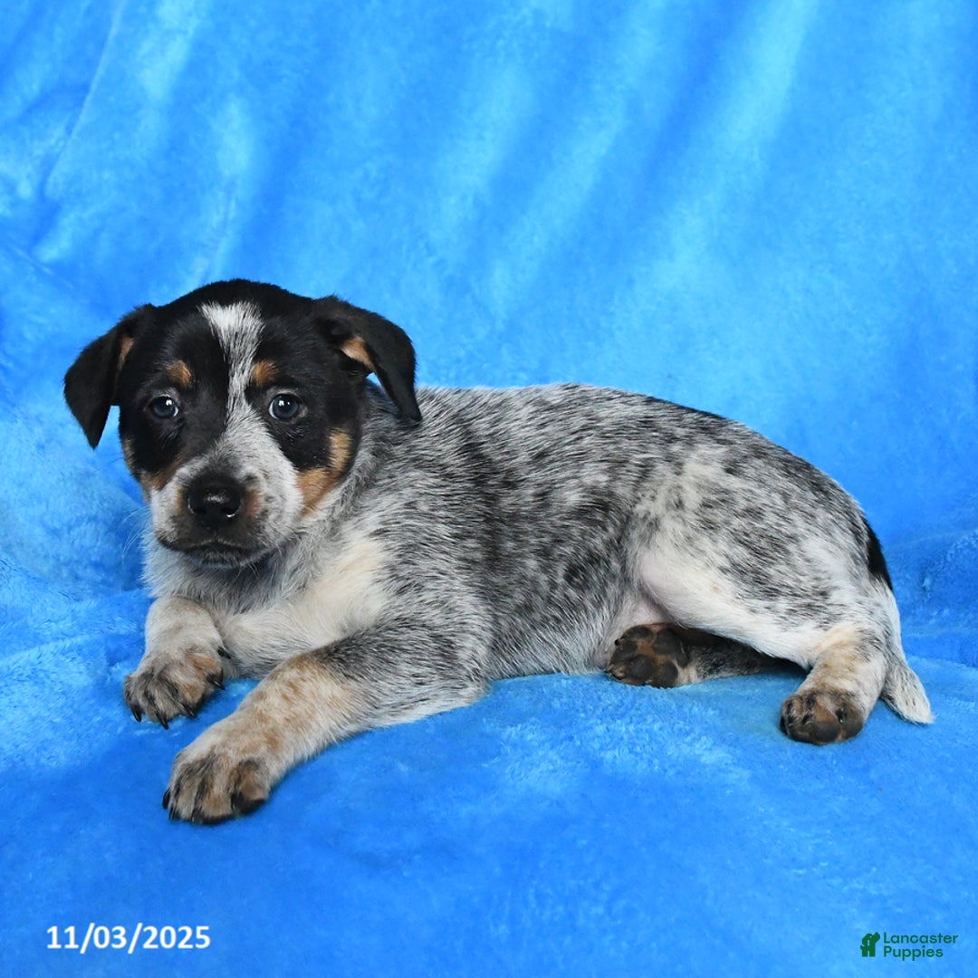Australian Cattle Dog dogs for sale: Trixie - Ad 3