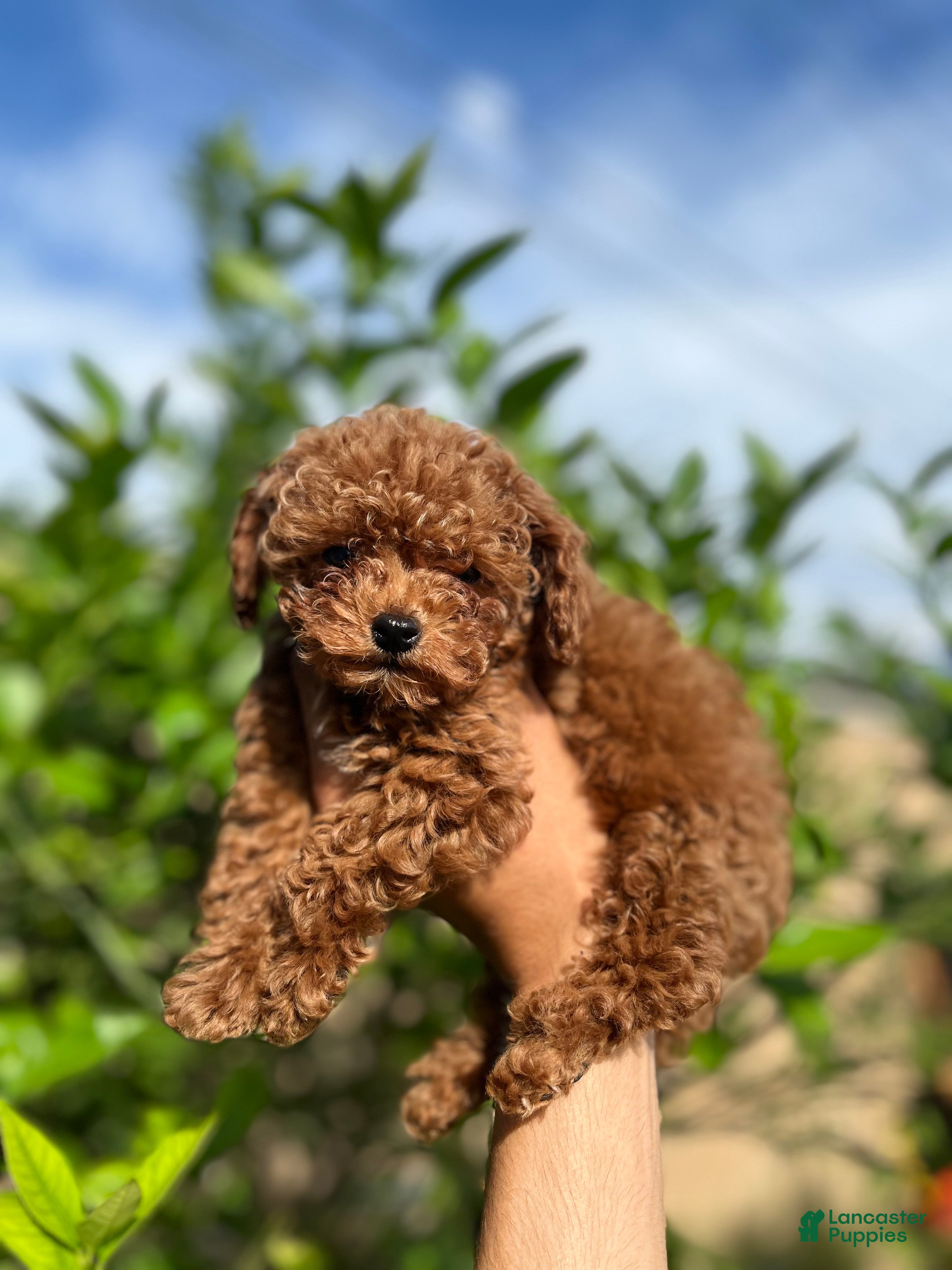 Toy Poodle dogs Toy Poodle Puppy 1  - Ad 8