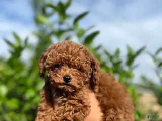 Toy Poodle dogs Toy Poodle Puppy 1 - Ad 10