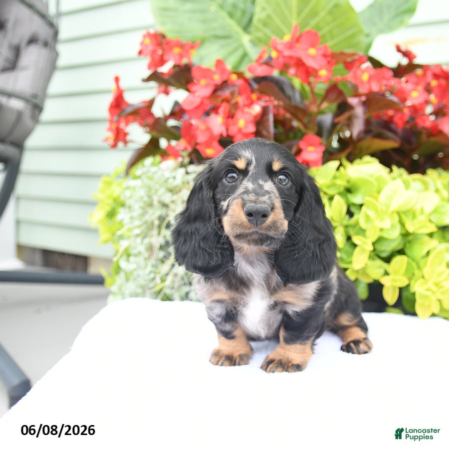 Miniature Dachshund dogs Otis - Ad 2