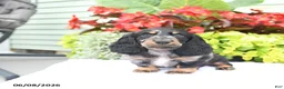 Miniature Dachshund dogs for sale: Otis - Ad 2