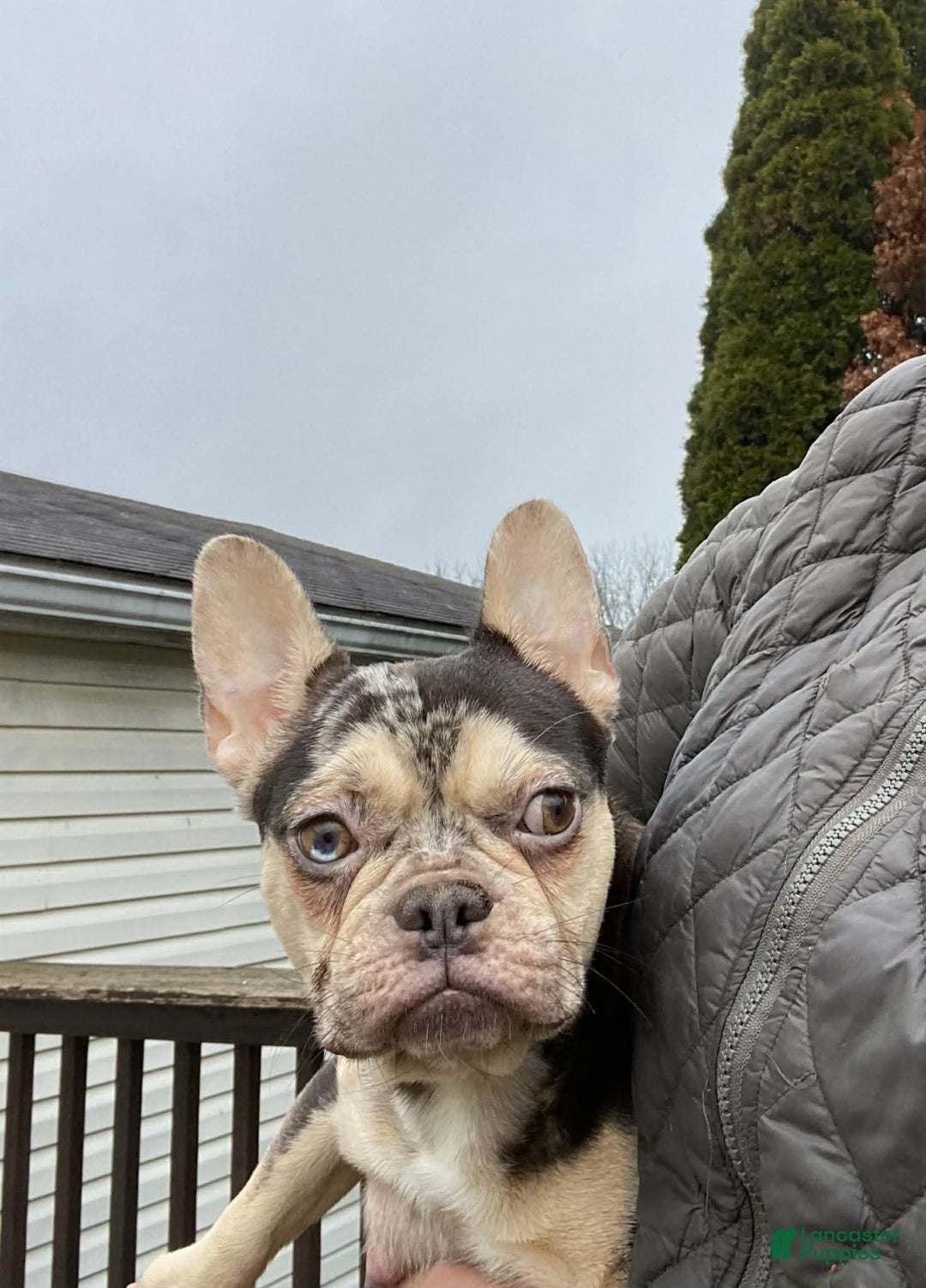 French Bulldog dogs for sale: PABLO - Ad 17