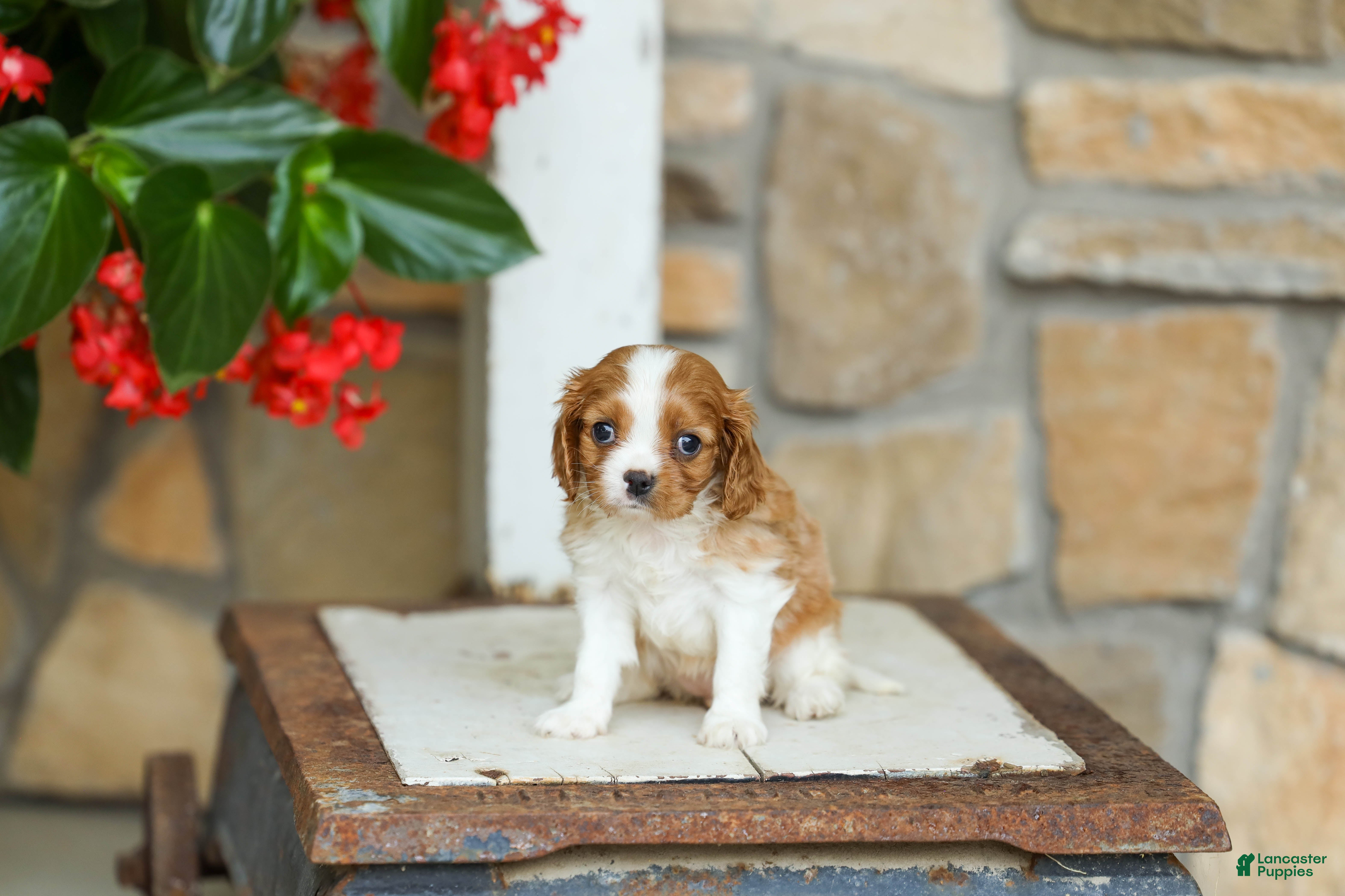 Cavalier King Charles Spaniel dogs for sale: AKC Wendy - Ad 3
