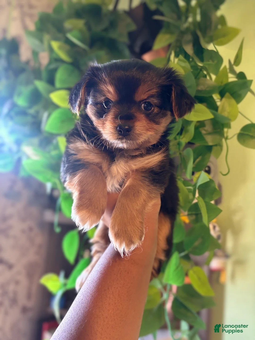 Mixed Breed dogs for sale: Ray  - Ad 8